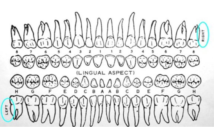 The tooth about Dental Trauma – PEMBlog